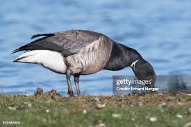 Attēlu rezultāti vaicājumam “Branta bernicla”