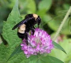 Attēlu rezultāti vaicājumam “Bombus”