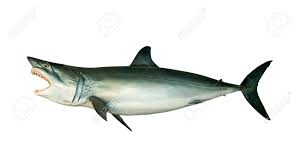 Image result for Isurus oxyrinchus