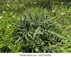 Attēlu rezultāti vaicājumam “Cirsium x rigens leaf”