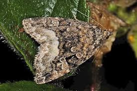 Attēlu rezultāti vaicājumam “Protodeltote pygarga”