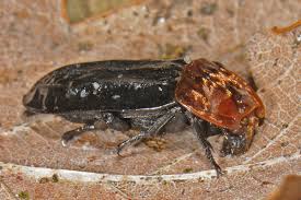 Attēlu rezultāti vaicājumam “Oiceoptoma thoracicum”