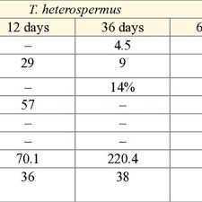Attēlu rezultāti vaicājumam “Tragopogon heterospermus bud”