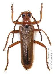 Attēlu rezultāti vaicājumam “Rhamnusium bicolor”