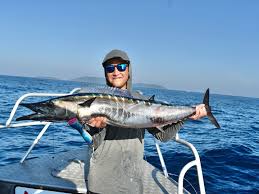 Image result for Acanthocybium solandri