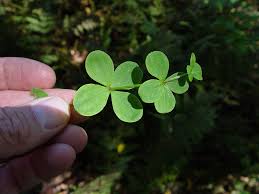 Attēlu rezultāti vaicājumam “Galium boreale leaf”