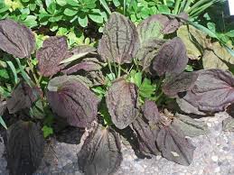 Attēlu rezultāti vaicājumam “Plantago major leaf”