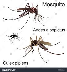 Attēlu rezultāti vaicājumam “Culex pipiens”