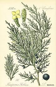 Attēlu rezultāti vaicājumam “Juniperus sabina”