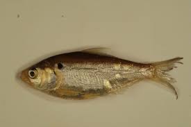 Image result for Dorosoma cepedianum