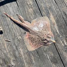 Image result for Dipturus laevis