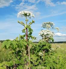 Image result for Heracleum sphondylium