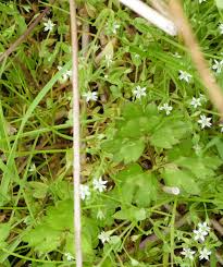 Attēlu rezultāti vaicājumam “Stellaria alsine”