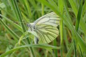 Attēlu rezultāti vaicājumam “Pieris napi underside”