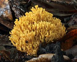 Attēlu rezultāti vaicājumam “Ramaria stricta”