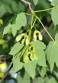 Attēlu rezultāti vaicājumam “Acer pseudoplatanus”