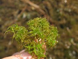 Attēlu rezultāti vaicājumam “Najas minor”