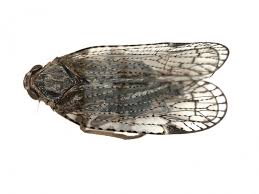 Attēlu rezultāti vaicājumam “Cixiidae”