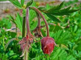 Image result for Geum rivale