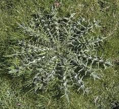 Attēlu rezultāti vaicājumam “Cirsium vulgare”