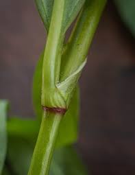 Attēlu rezultāti vaicājumam “Persicaria maculosa leaf”