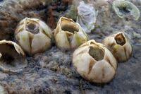 Attēlu rezultāti vaicājumam “Balanus improvisus”