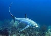 Image result for Alopias pelagicus