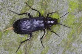 Attēlu rezultāti vaicājumam “Melandrya dubia”