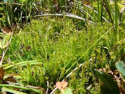 Attēlu rezultāti vaicājumam “Meesia triquetra”