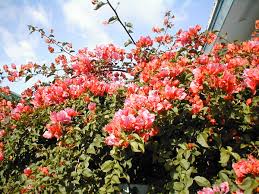 Image result for bougainvillea