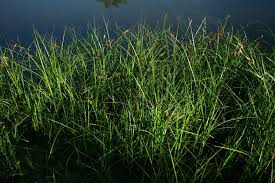 Attēlu rezultāti vaicājumam “Carex disticha”