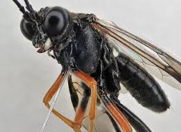 Attēlu rezultāti vaicājumam “Tenthredo mandibularis larva”