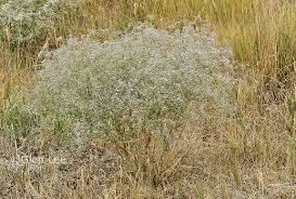 Attēlu rezultāti vaicājumam “Gypsophila paniculata leaf”