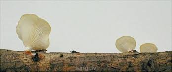 Attēlu rezultāti vaicājumam “Lentinus suavissimus”