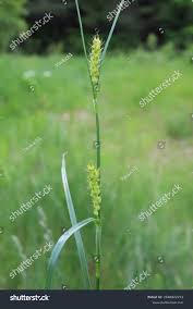 Attēlu rezultāti vaicājumam “Carex hirta fruit”