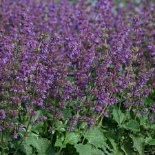 Attēlu rezultāti vaicājumam “Salvia verticillata”