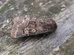 Attēlu rezultāti vaicājumam “Tholera cespitis”