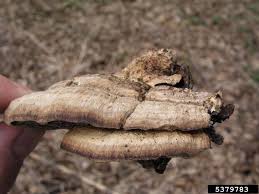 Attēlu rezultāti vaicājumam “Daedaleopsis confragosa”