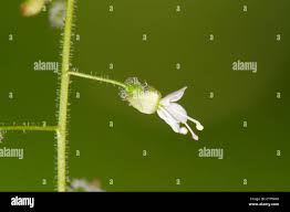 Attēlu rezultāti vaicājumam “Circaea lutetiana bud”