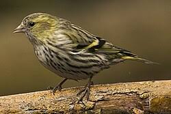 Attēlu rezultāti vaicājumam “Carduelis spinus”