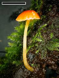 Attēlu rezultāti vaicājumam “Mycena acicula”