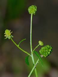 Attēlu rezultāti vaicājumam “Ranunculus sceleratus fruit”