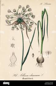 Attēlu rezultāti vaicājumam “Allium oleraceum”