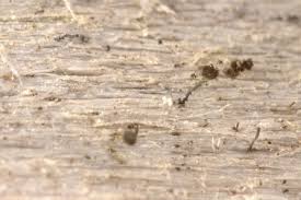 Attēlu rezultāti vaicājumam “Chaenotheca phaeocephala”