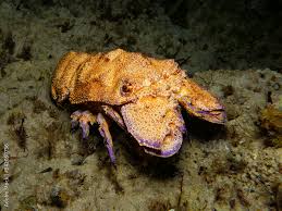 Image result for Scyllarides latus