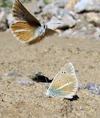Attēlu rezultāti vaicājumam “Agrodiaetus damon underside”