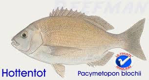 Image result for Pachymetopon grande