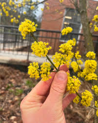 Attēlu rezultāti vaicājumam “Cornus mas”