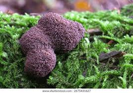 Attēlu rezultāti vaicājumam “Tubifera sp.”