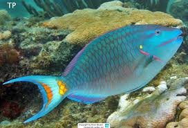 Image result for Sparisoma frondosum